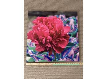 'Peony WFF Red' Signed Stanley Jaffee Original Photography 24x24' Printed On Aluminum