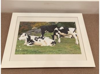 Probably Stanley Jaffee Photo Unsigned Cows 23x19' Matted Framed Glass