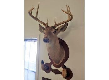 Large 8 Point Whitetail Deer Shoulder Hoof Mount Taxidermy