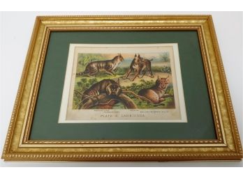 Antique 1880 Henry J Johnson Lynx Wild Cat Caracal Plate X Carnivora Art Print