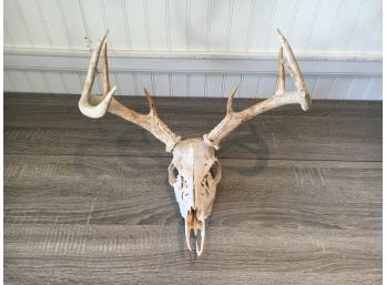 8 Point Buck Deer Skull