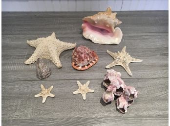 Large Lot Of Interesting Seashells Including 10' Starfish, 9' Conch Shell, And More