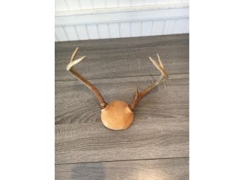 5 Point Buck Antlers