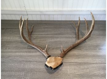 Large 10 Point Buck Antlers, Great Piece