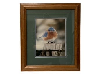 'Mad Bluebird' Photograph By Michael L. Smith