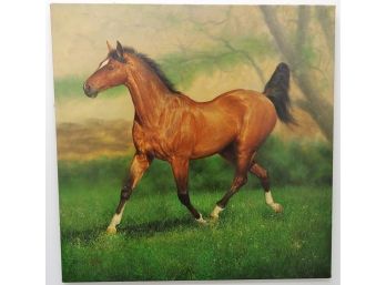 Large 36x36' Horse In Open Field On Canvas  Signed