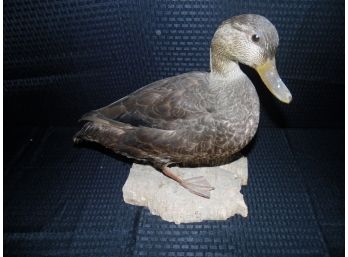 Vintage Taxidermy Duck #4