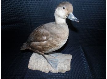 Vintage Taxidermy Duck #5