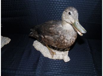 Vintage Taxidermy Duck #6