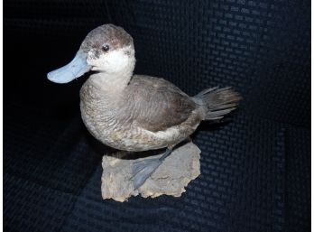 Vintage Taxidermy Duck #3
