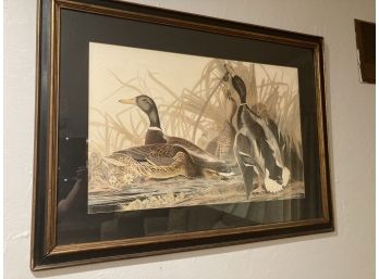 Beautifully Framed And Matted Large Mallard Print