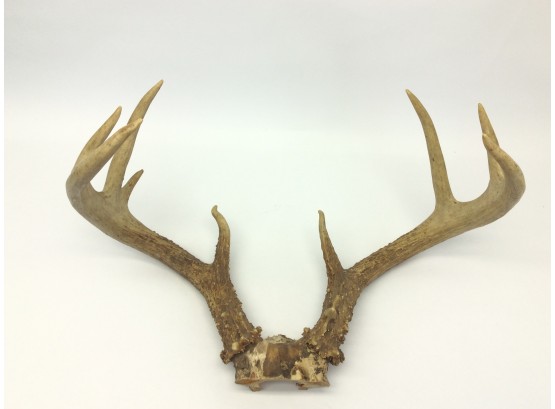 White Tail Deer Antlers 10 Point Rack Mount Decorative