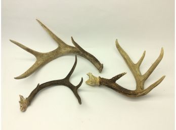Lot Of Three White Tail Deer Antlers 4 5 Point Wall Hangers Dcor
