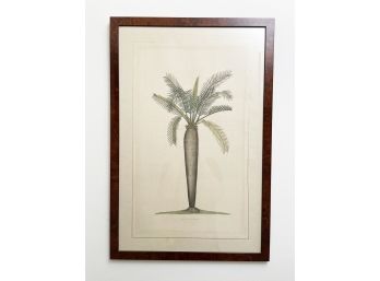 A Vintage Palm Tree Lithograph