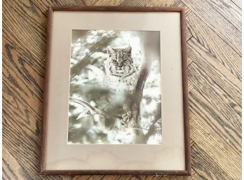 A Framed Original Wildlife Photograph