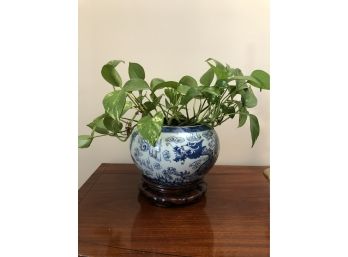 Pothos Live Plant In Ceramic Planter - Easy Care, Healthy