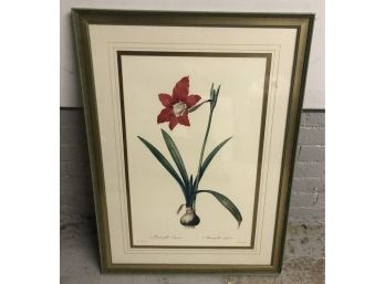 Framed Botanical