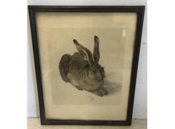 Framed Print Of Bunny