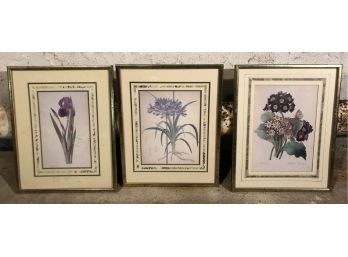 Three Framed Botanical Prints