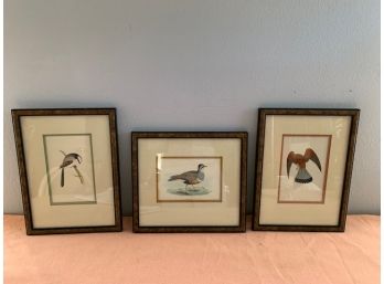 Lot Of 3 Framed Bird Prints