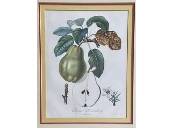 Pear Beurre D'arenberg Vintage Print