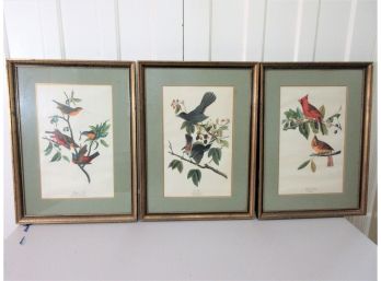 Three Vintage Audubon Style Prints