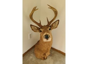 9 Point White Tail Mounted Buck