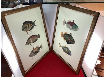 Pair Of Colorful Fish Prints Professionally Framed Very Cool Fish Good Overall Condition