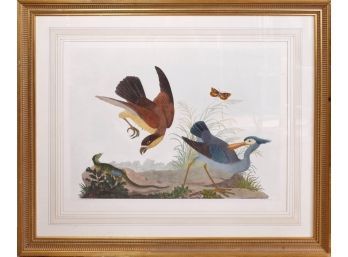 Beautifully Framed Ornithological Art Print Bird Motif (2 Of 2)