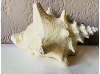 Second Large Queen Conch Shell