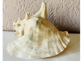 Large Queen Conch Is Shell