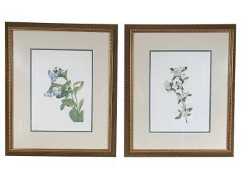 Pair Of 'North American Wild Flowers' Prints By Mary Vaux Walcott - Smithsonian 1925 Editions