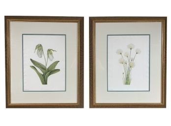 Pair Of 'North American Wild Flowers' Prints By Mary Vaux Walcott - Smithsonian 1925 Editions