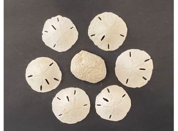 A Pretty Collection Of Natural Sand Dollars & Coral