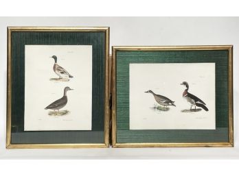 A Pair Of Vintage Audubon Wildfowl Prints