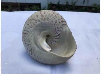 Large Shell