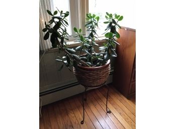 Jade Plant With Stand