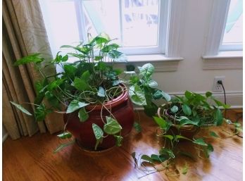 Pair Of Live Plants