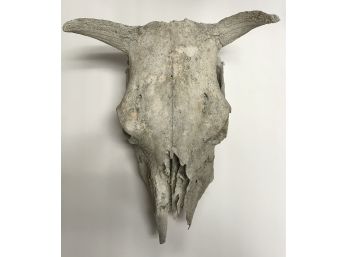 Very Old Natural Cow Skull