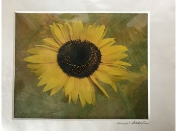 Matted Sunflower Photo
