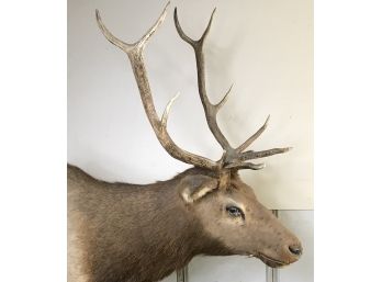 Taxidermy Shoulder Mount Elk