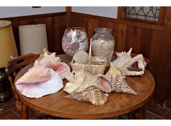 Very Large Fantastic Collection Of Seashells, Starfish & Coral.