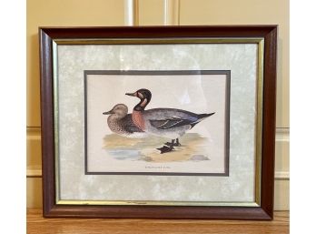 Vintage Framed Print Of Bimaculated Duck (22.5in X 18.5in)