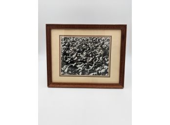 Nice Black & White Photo Of Clams Or Mussels In Wooden Frame