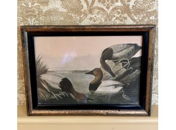 VERY RARE & VALUABLE - JJ AUDUBON Canvas Backed Duck Print By R. Havell Framed