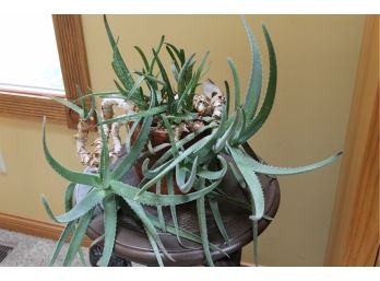Beautiful And Healthy Potted Aloe House Plant