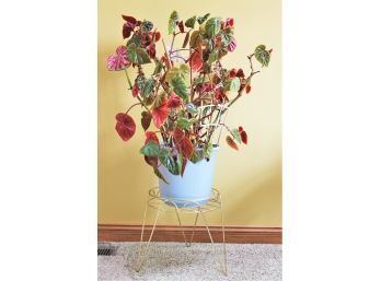 Large Live Plant On MCM Brass Plant Stand