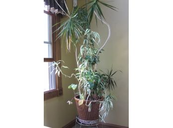Large House Plant On MCM Plant Stand