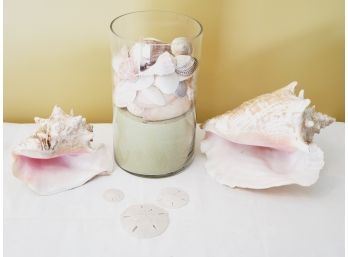 Seashell Grouping - Two Large Conch Shells, Sand Dollars & Vase Filled With Sand & Shells