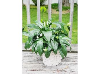 Peace Lily Live Plant In Wicker Basket